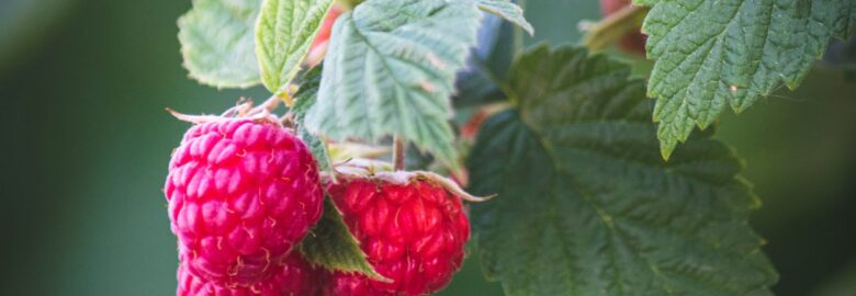 Startforth Soft Fruit